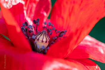 Dans sa robe rouge... - Free image #481107